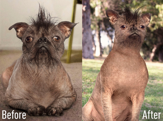 Pet Plastic Surgery Pet Plastic Surgery
